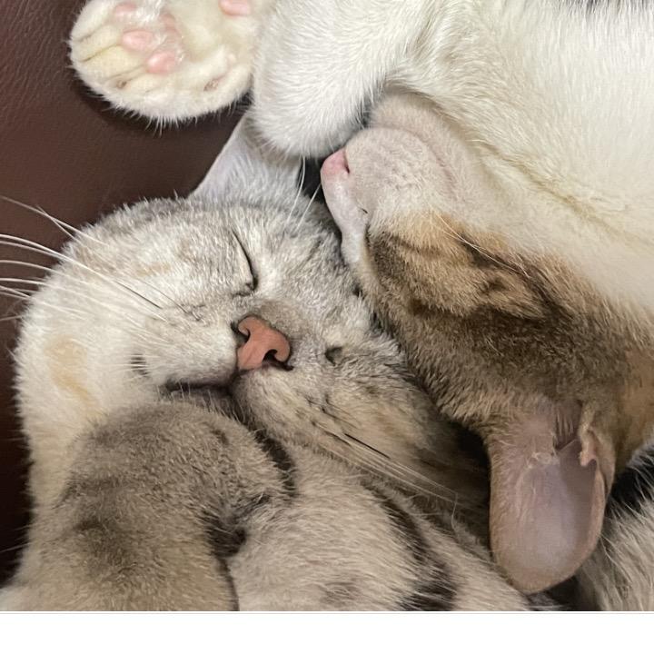 乌猪阉掉了