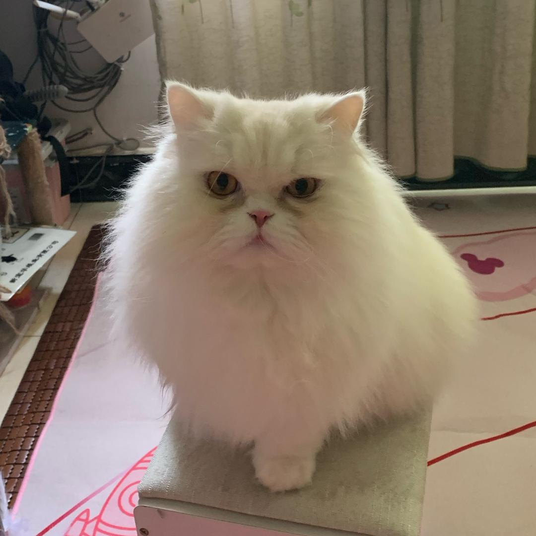 Qin