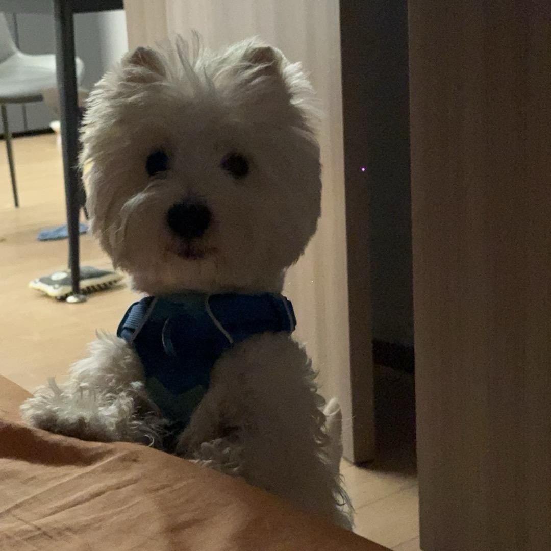 没有业务的小林