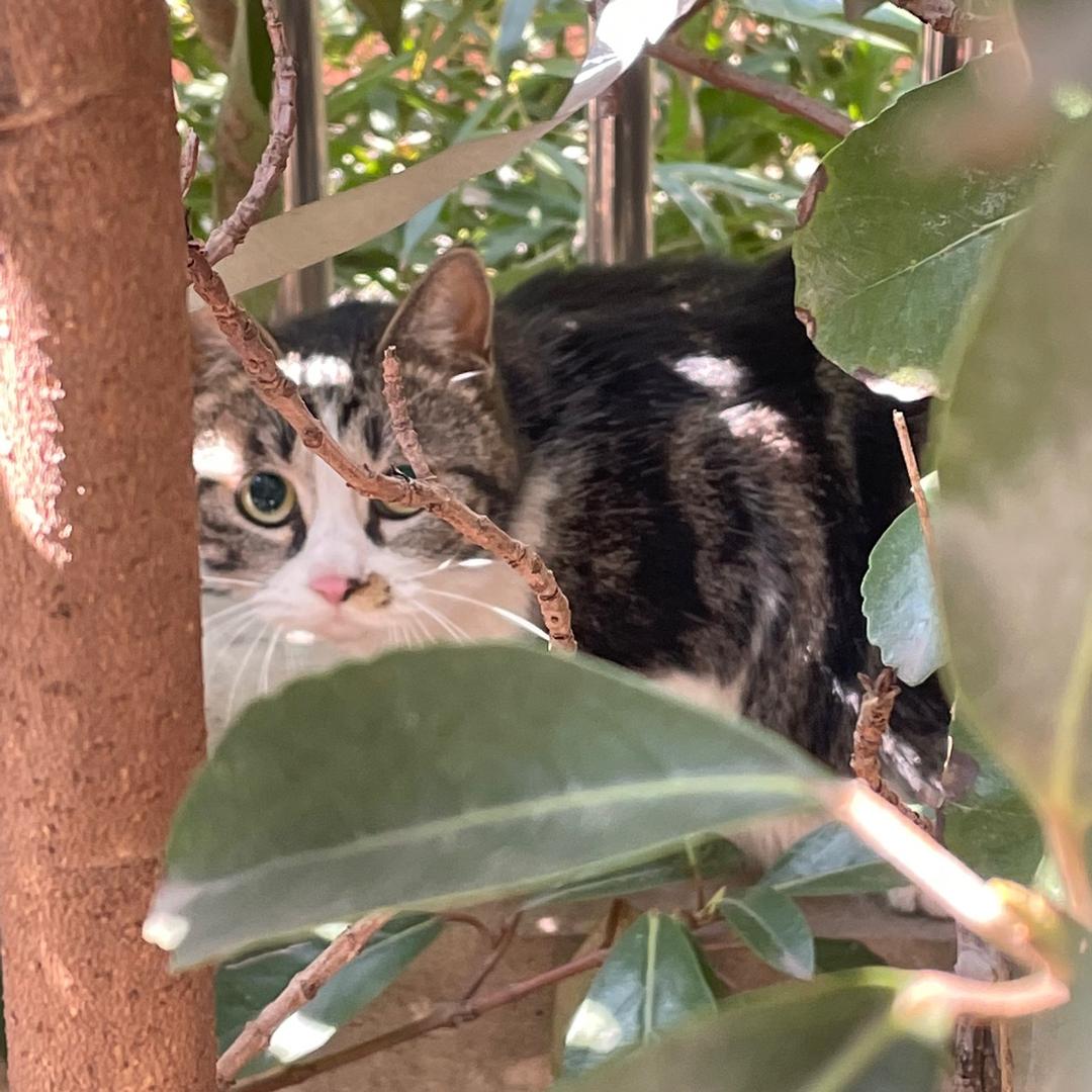 捕获一枚小可爱