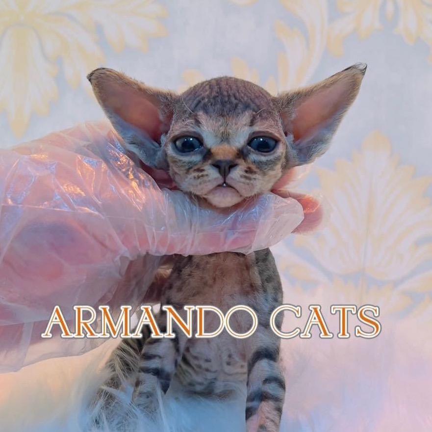 青岛Armando德文猫舍-助理小艾