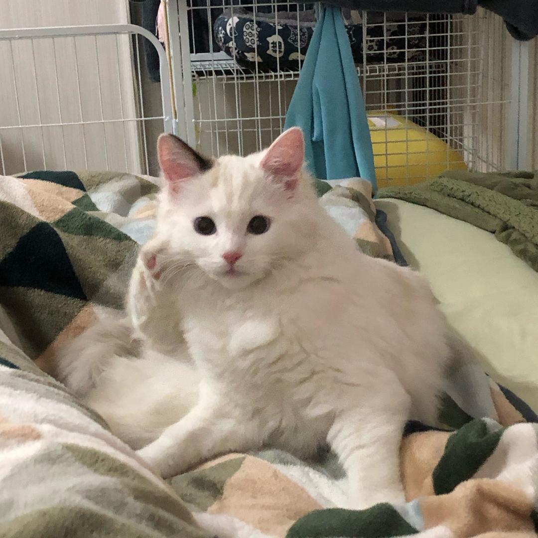 可爱的来福❣️