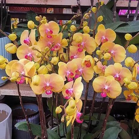花坞