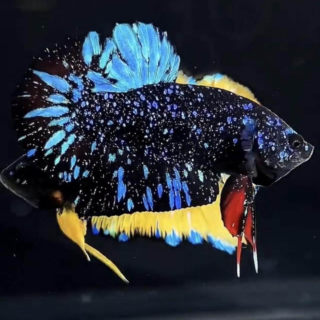 曼泰云星