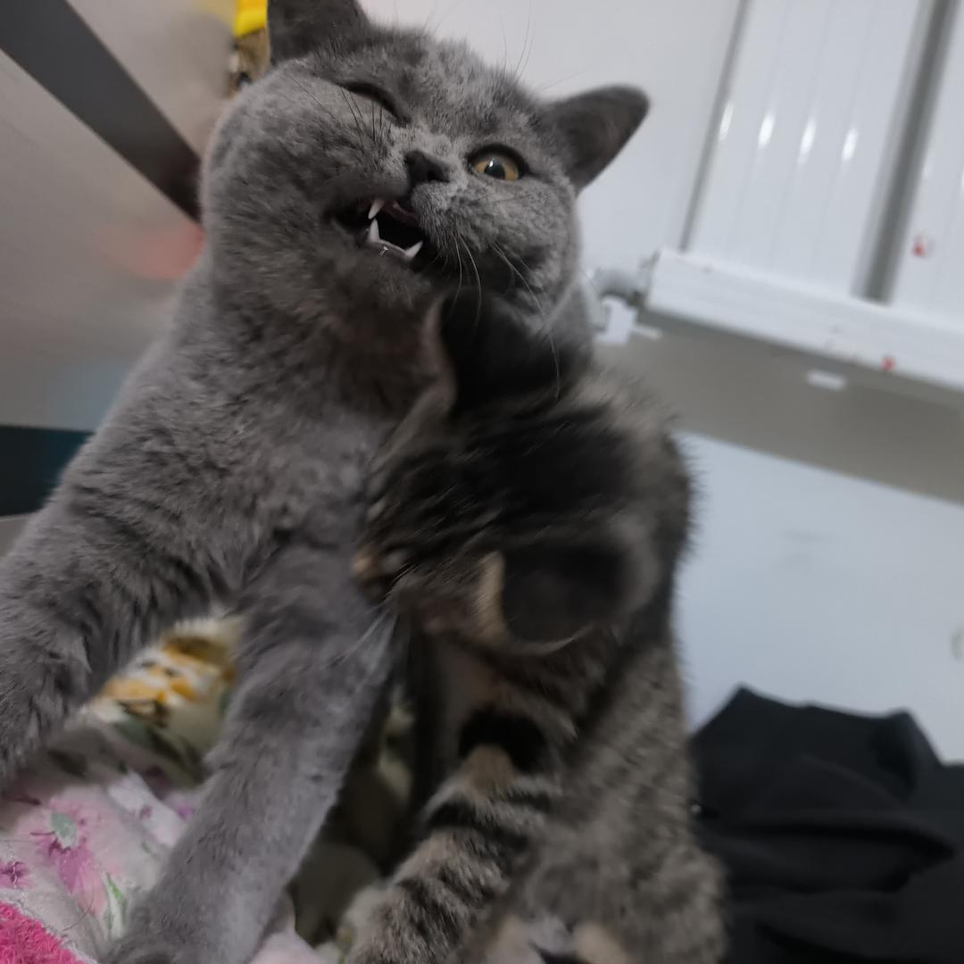 天使灰灰和邪恶栗子