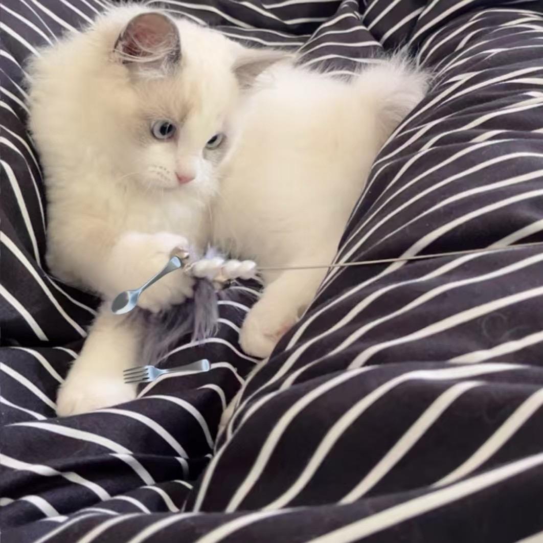 柠檬味的🐱