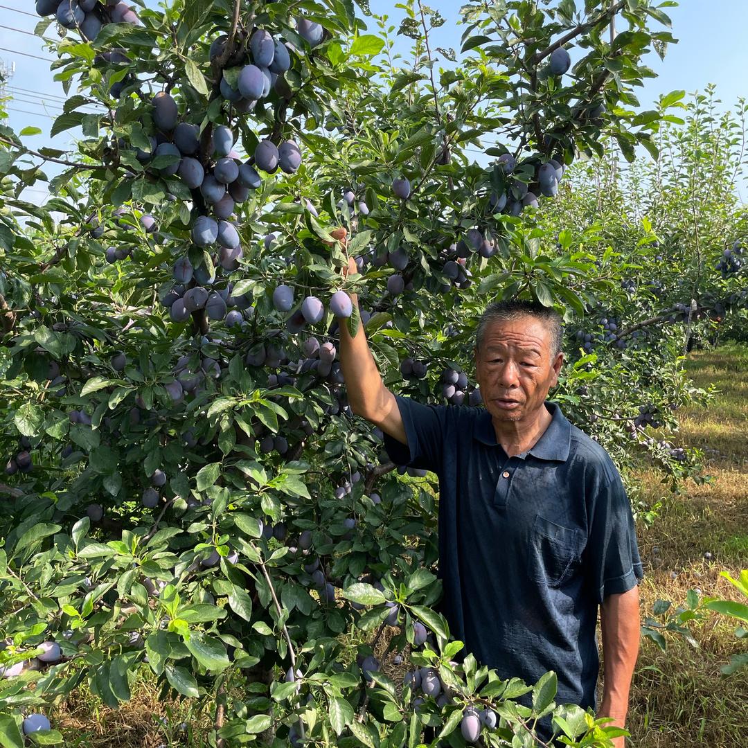 老田西梅、樱桃种植基地