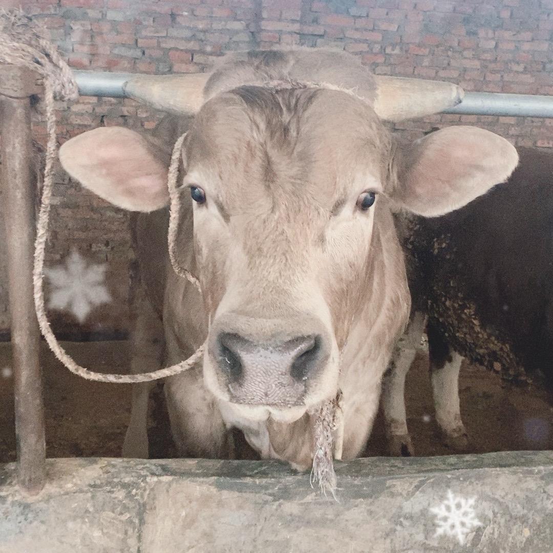 棠村杨洼牛厂长