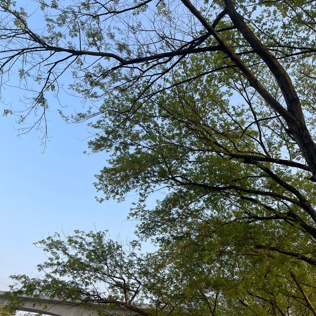 水上木花