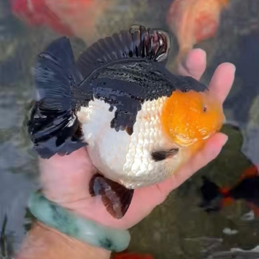 天马金鱼泰狮将军