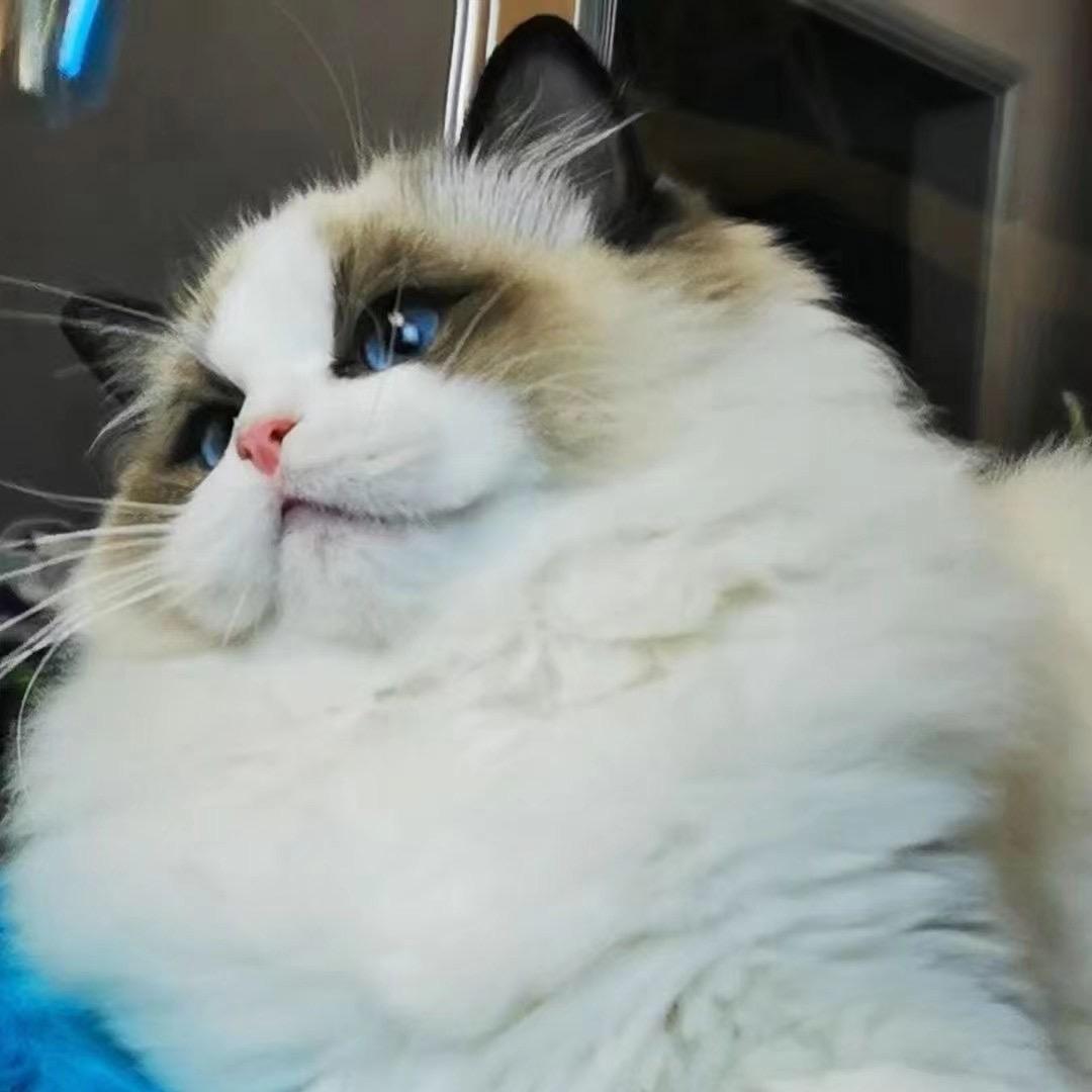 谁不想要一只🐱