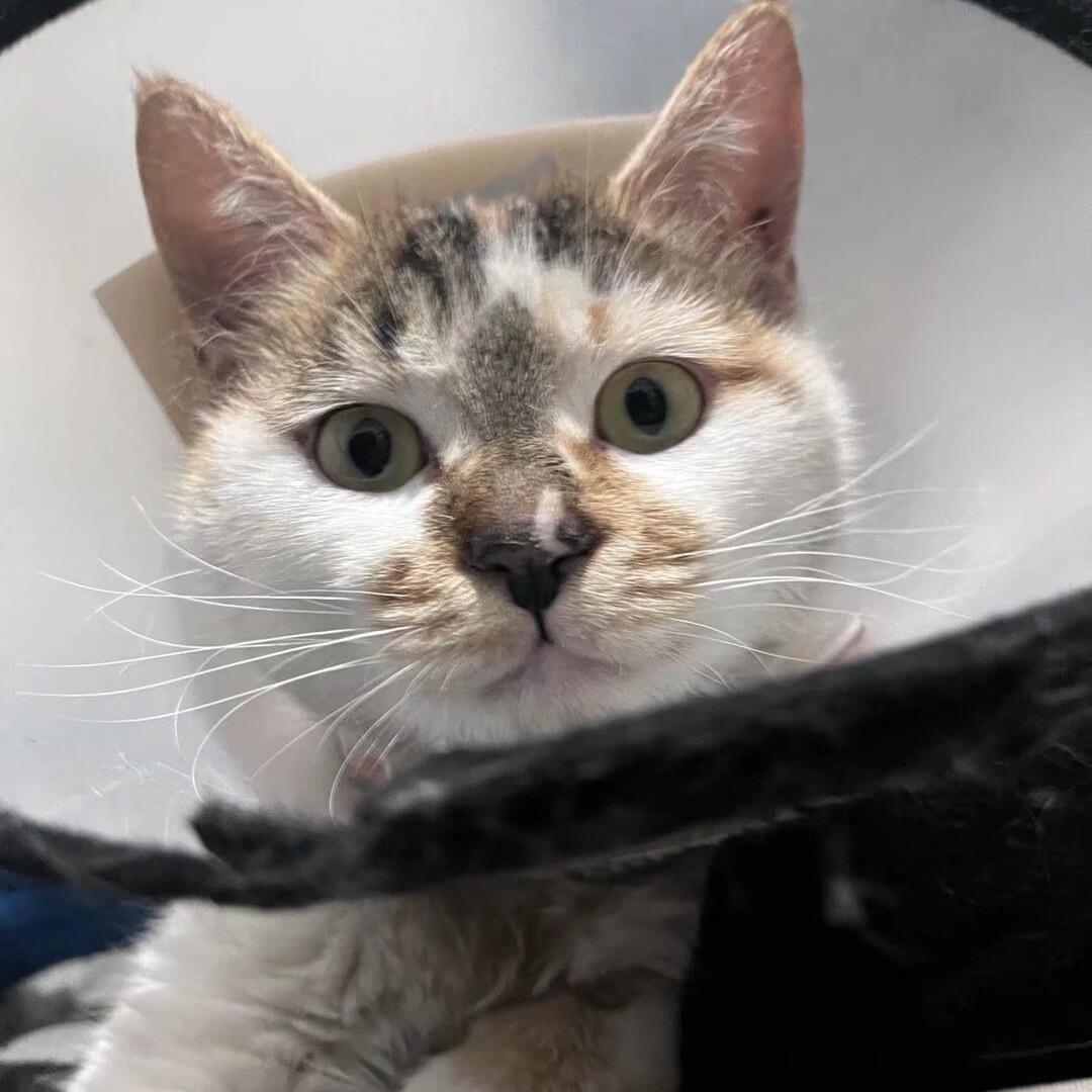 好想我的猫🥺🫰🏻