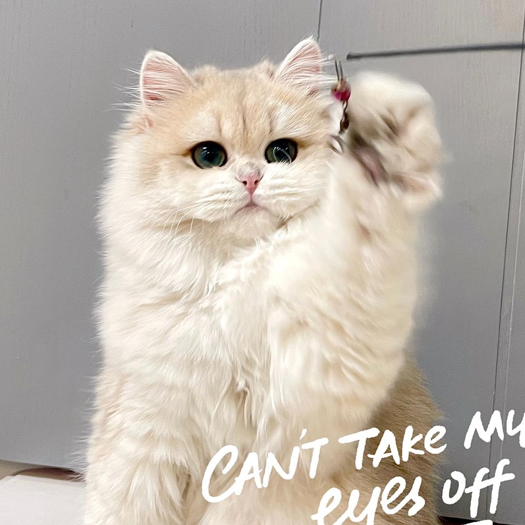 肥皂家的猫