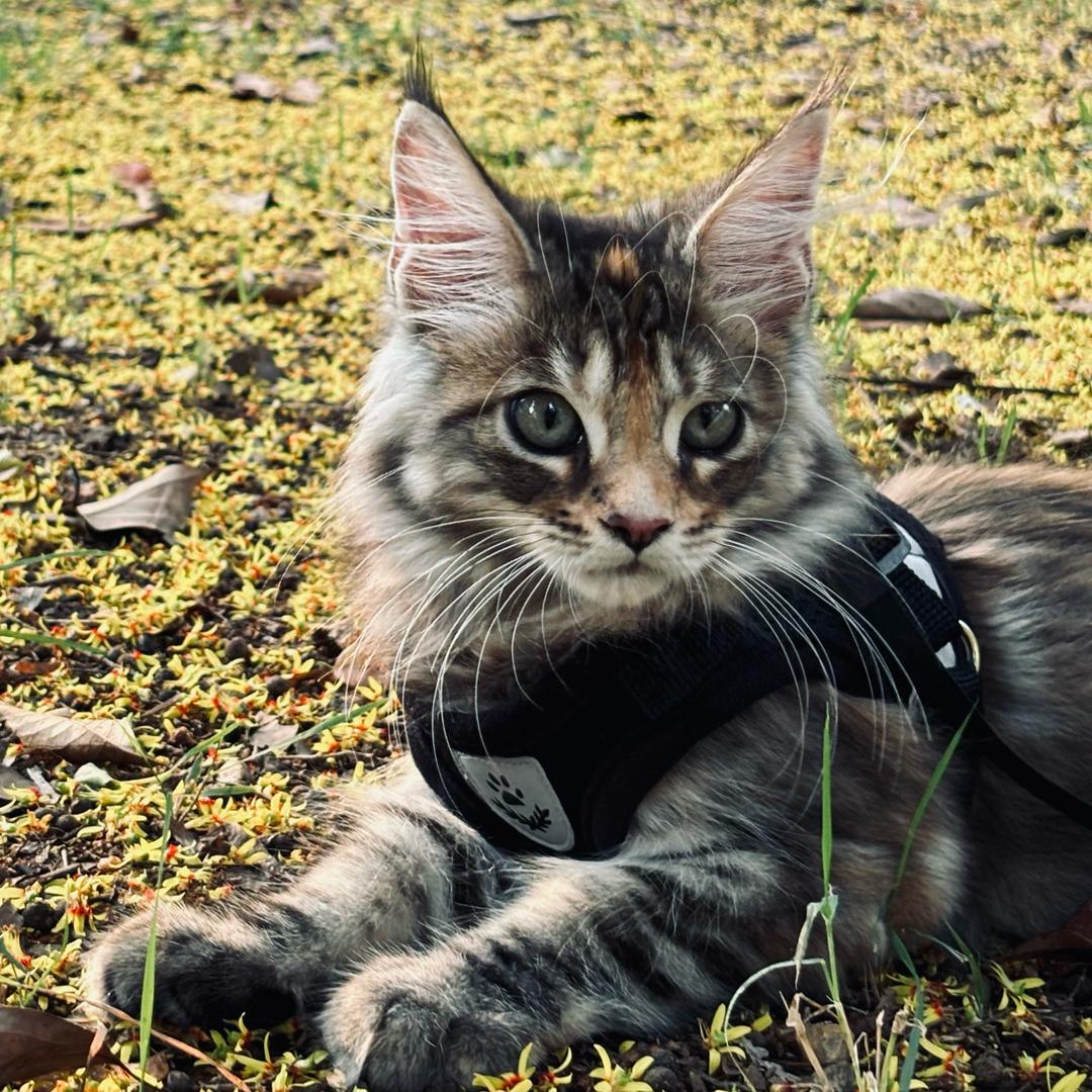 小苏不是猫