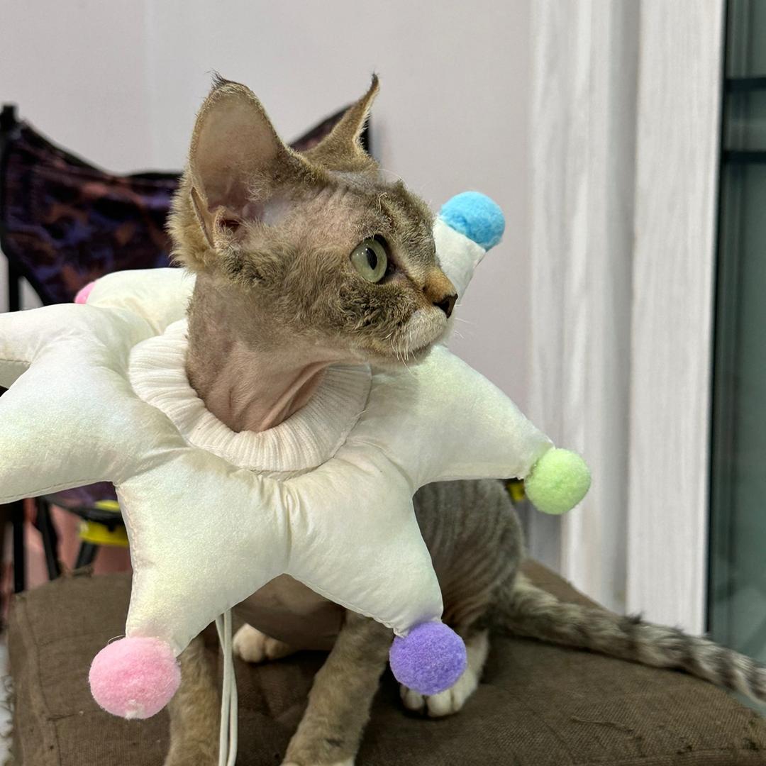 招财旺财是两只喵吖🐱