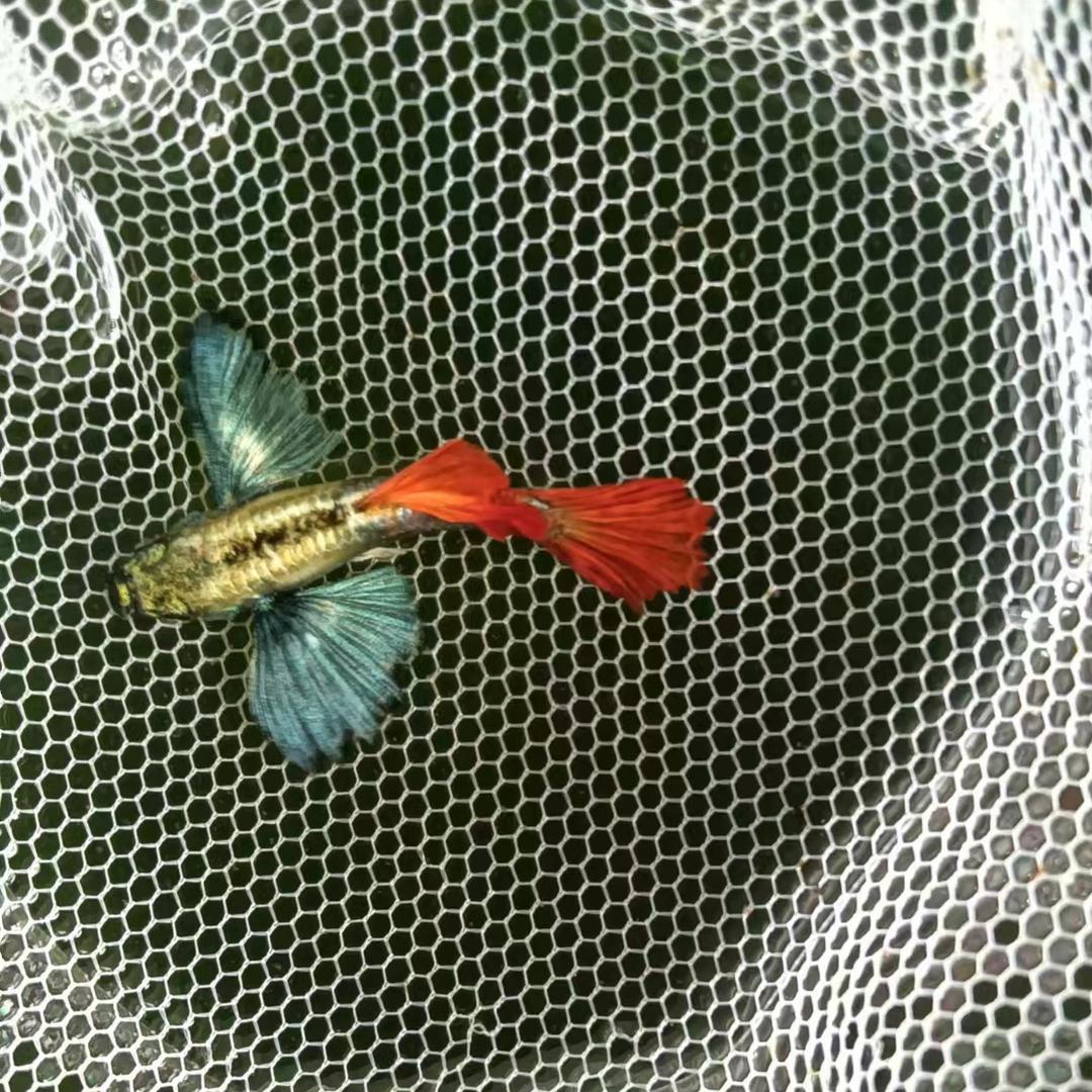 王妞子的孔雀鱼