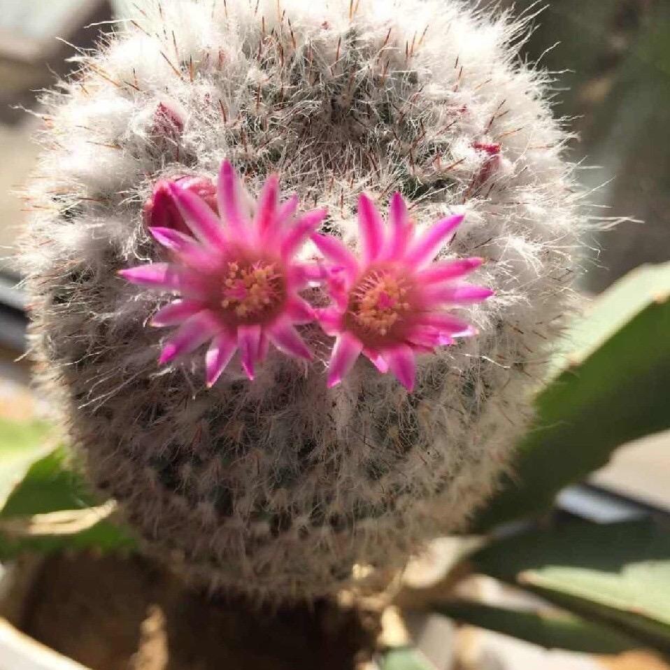 紫控