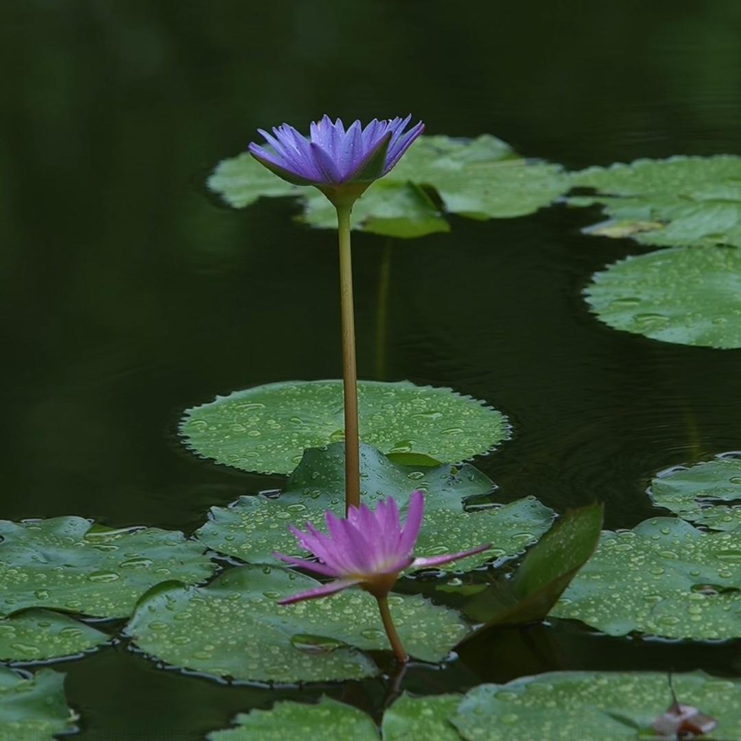 清凝