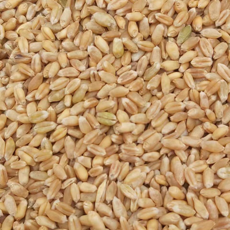 麦子哥