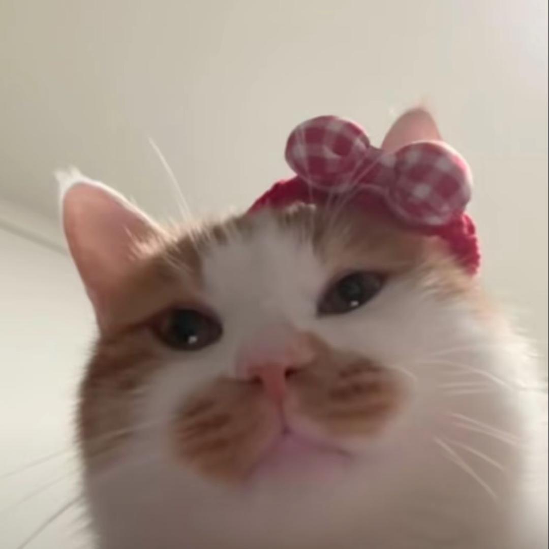 天才小猫