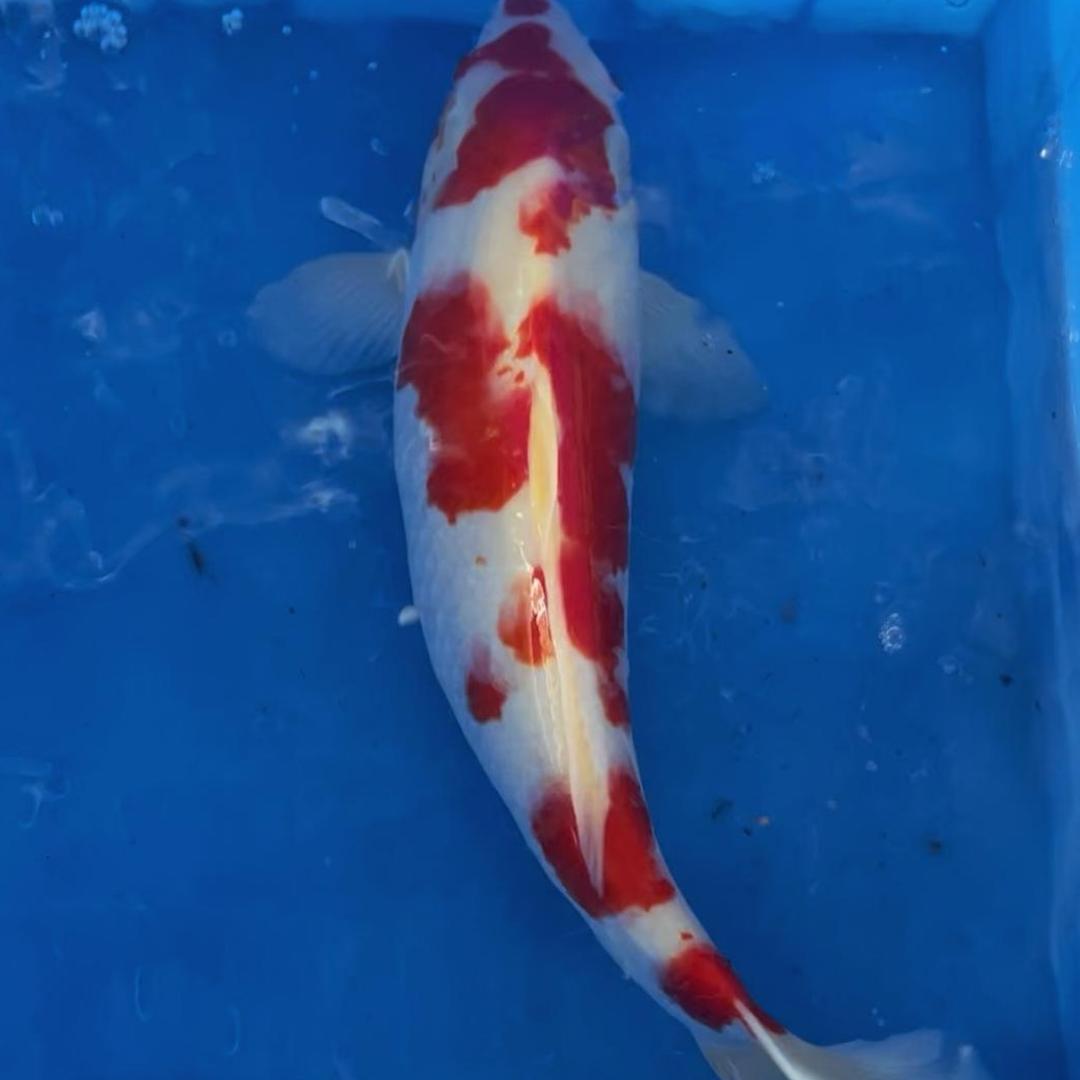 瑶瑶锦鲤观赏鱼