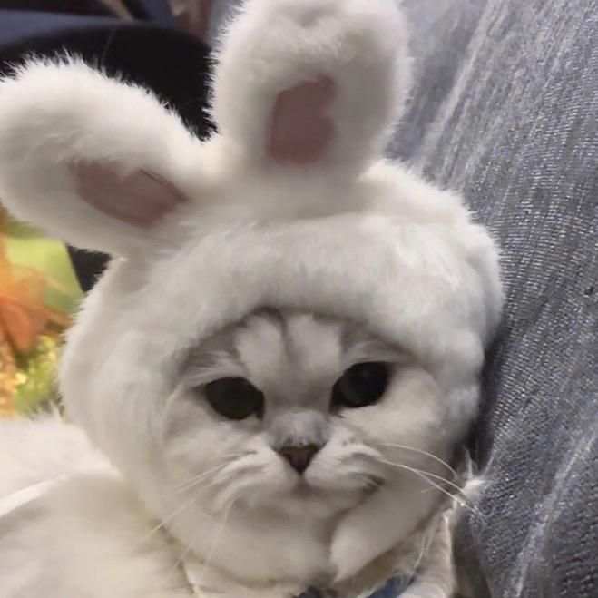 小猪星崽