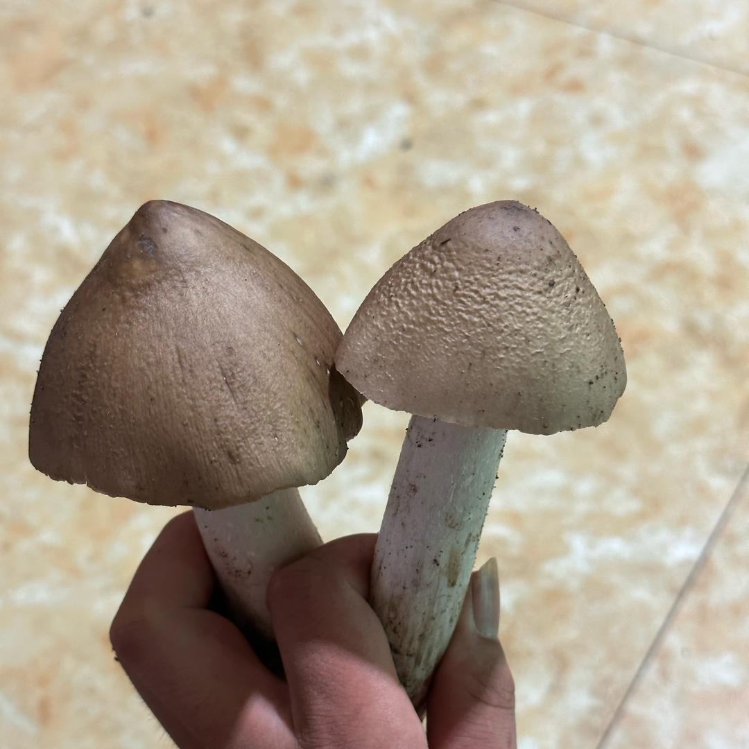斗鸡菇