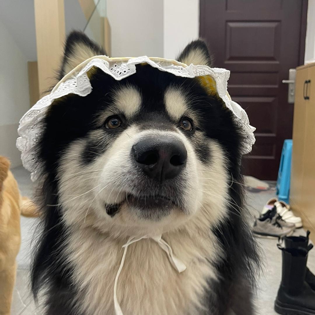 三顺和顺意的朋友圈