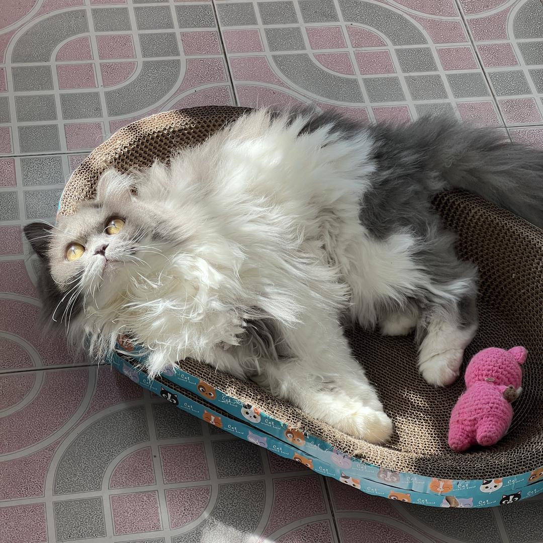 多多是只🐱