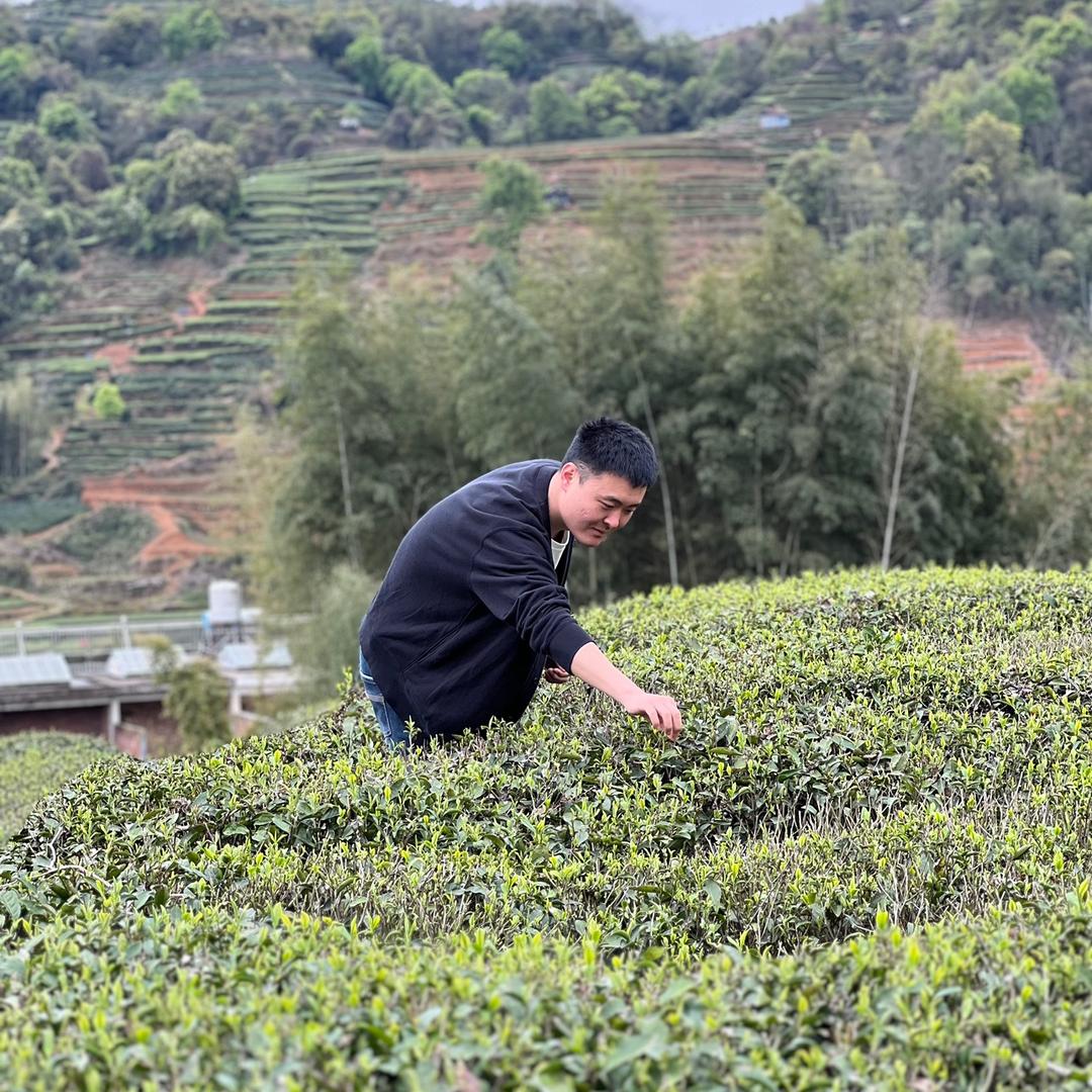 郑莲英杰哥的茶