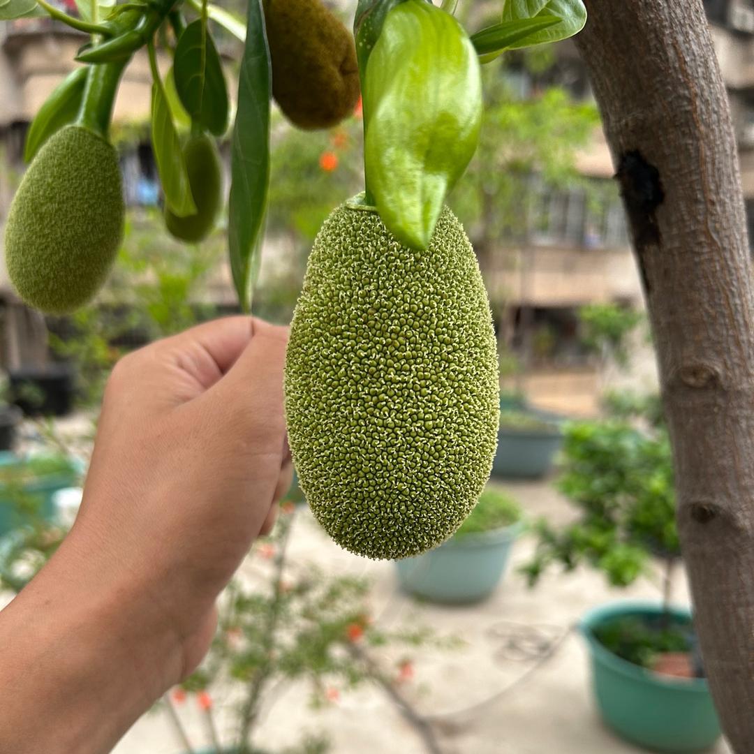盆栽果树爱好者