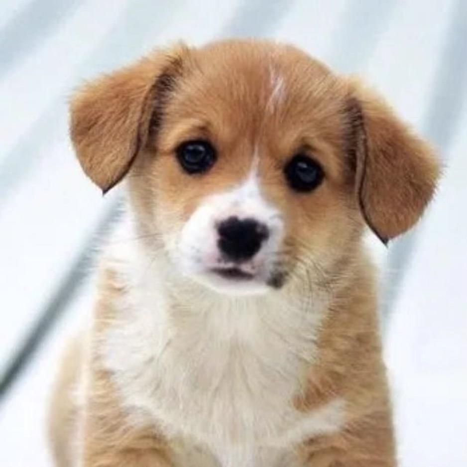 🌈糖炒栗子🌈