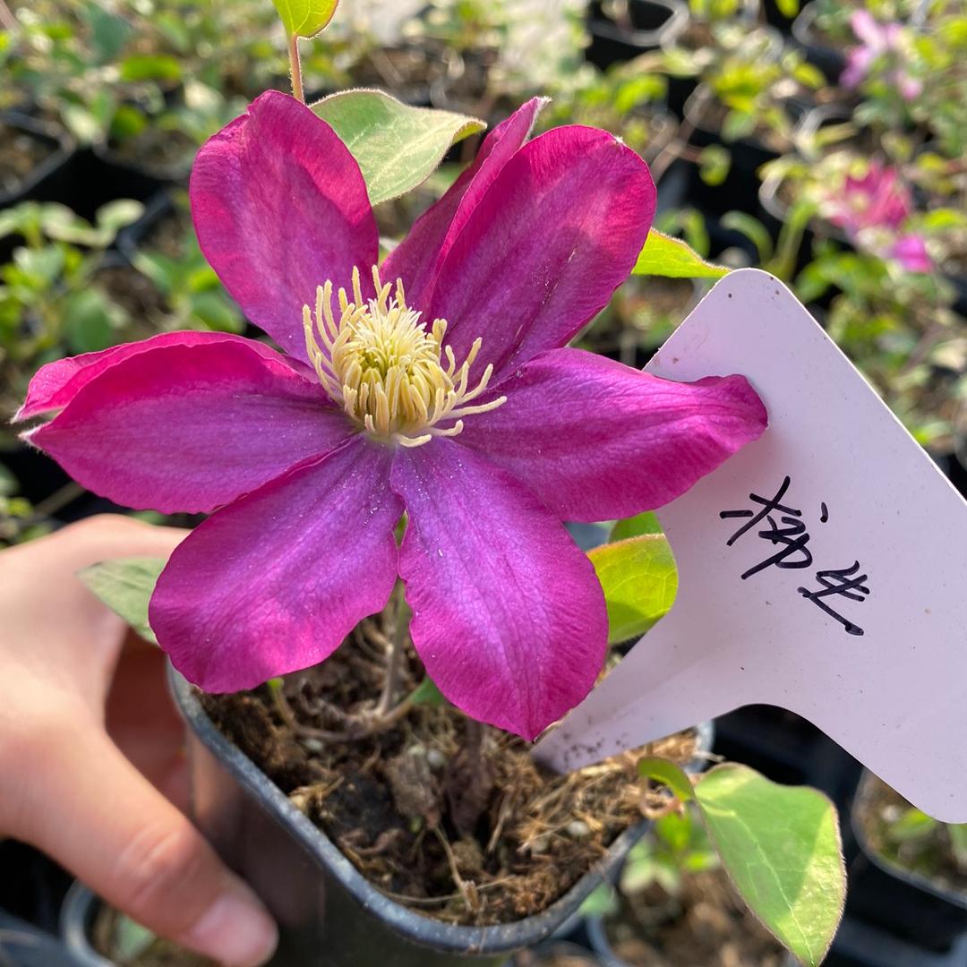 小明的花园