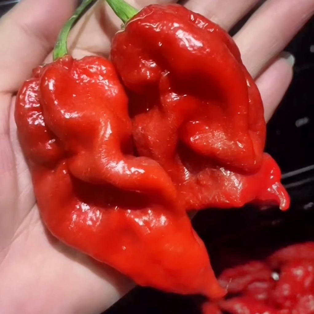 潇湖蓓蕾