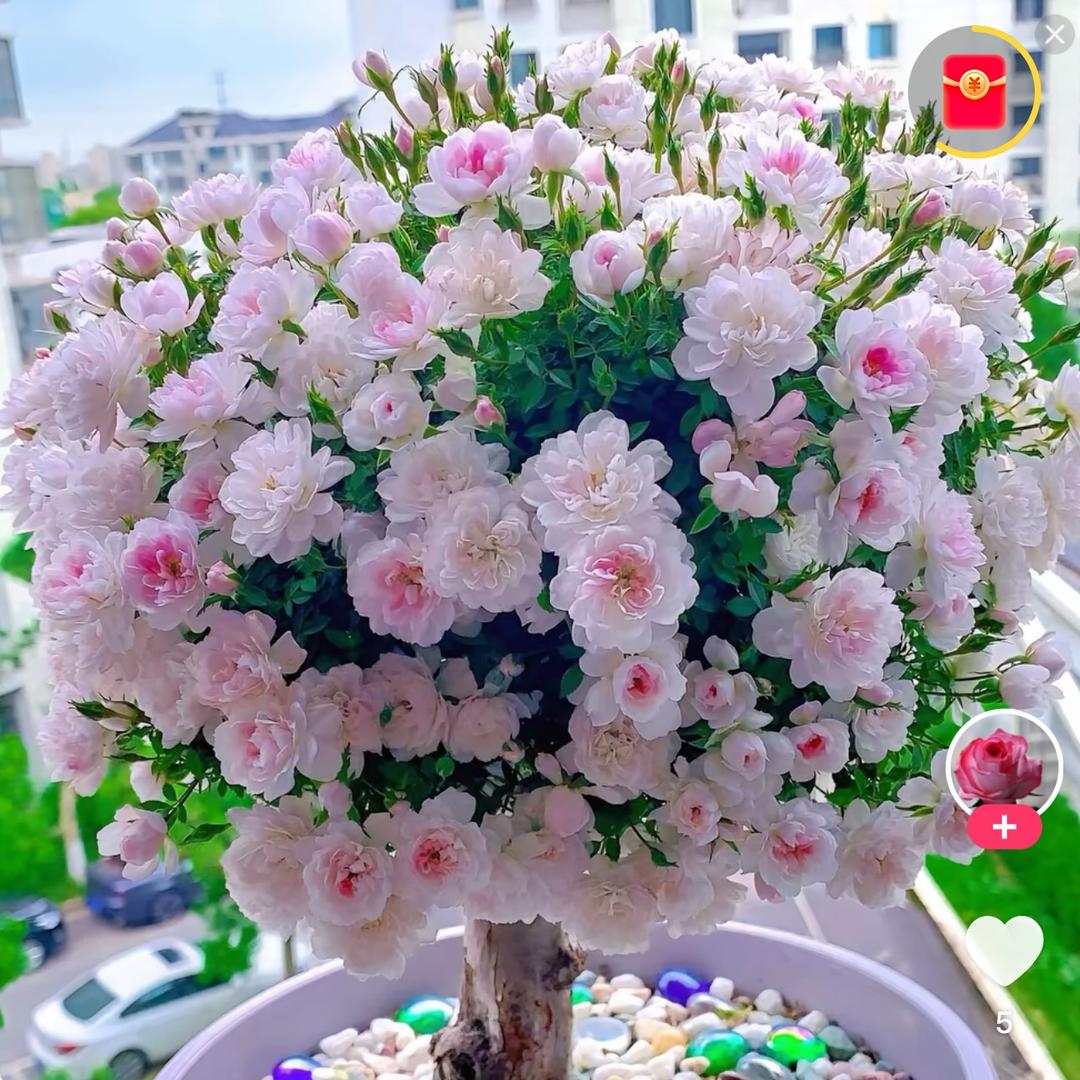 小七