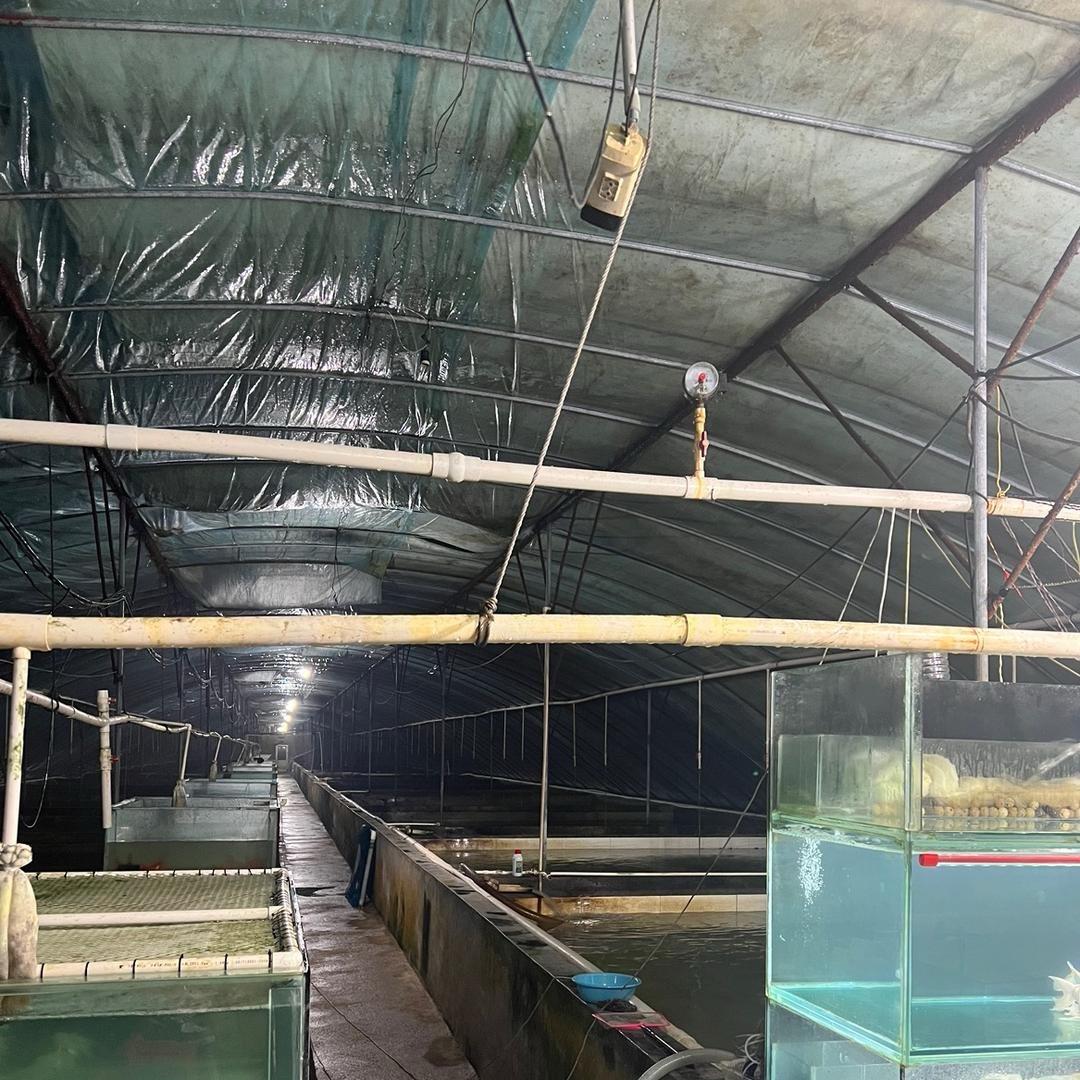 宁瑶观赏鱼(十年养鱼师傅)