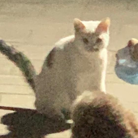 拽男威