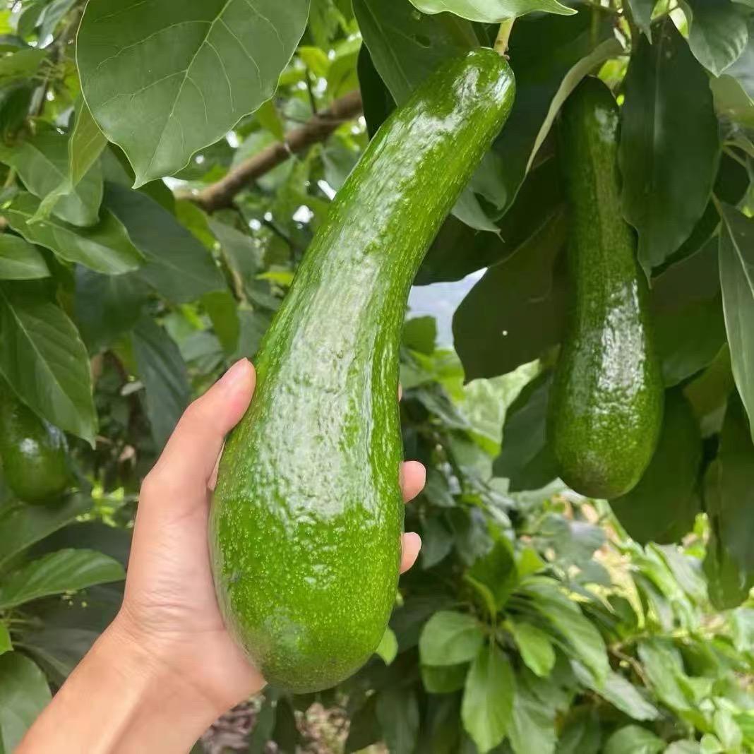 牛油果不牛