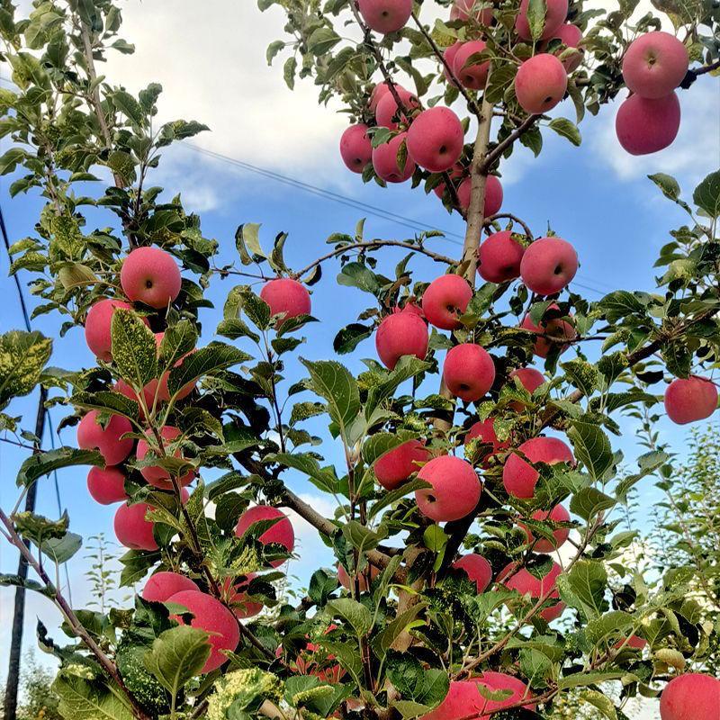 李家水果专场