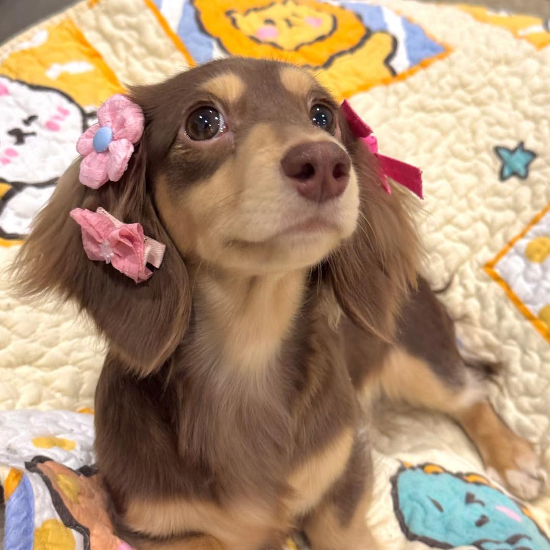 扭扭薯条（大薯瘦身版）