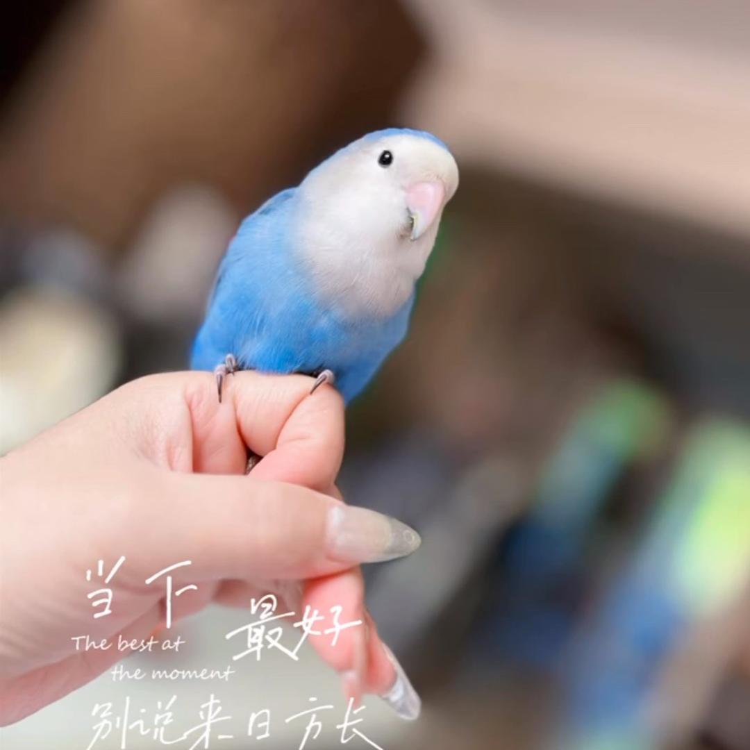 姚姚领先