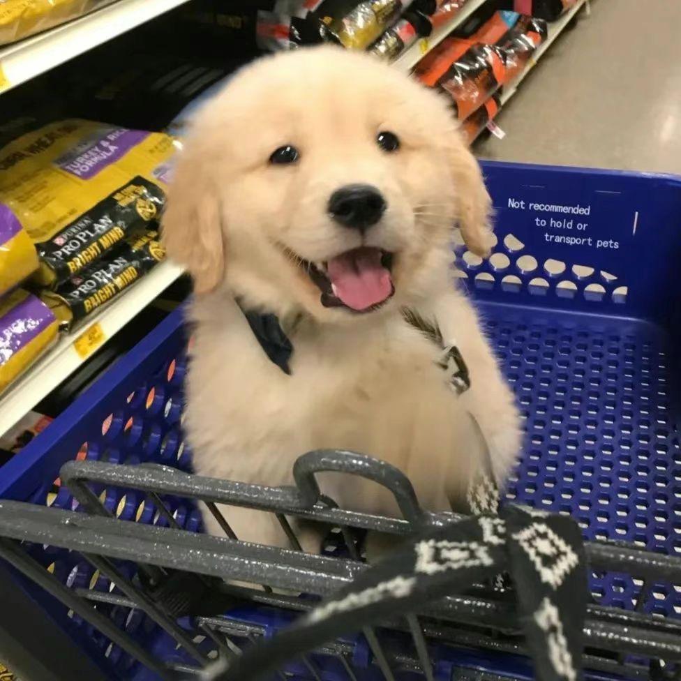 笨蛋小狗🐶～