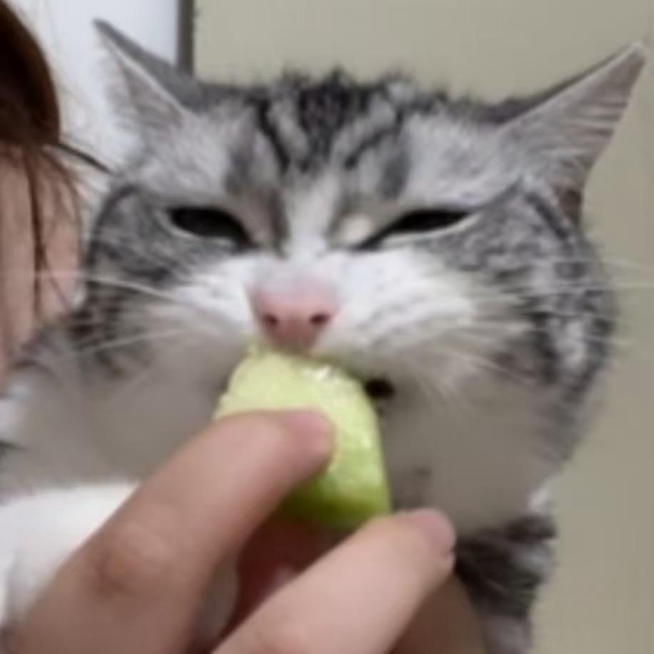薯饼不是饼儿