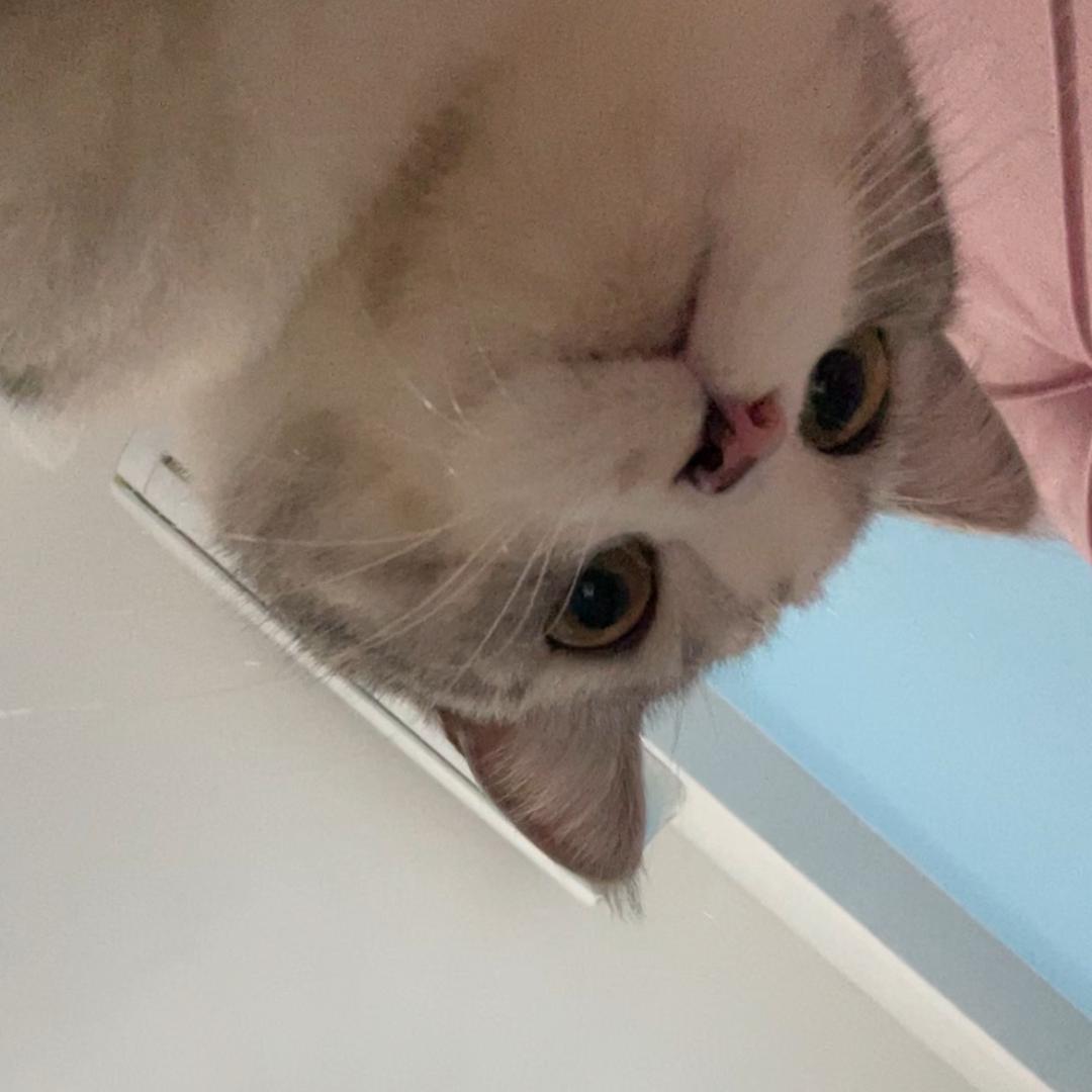 戴小咪