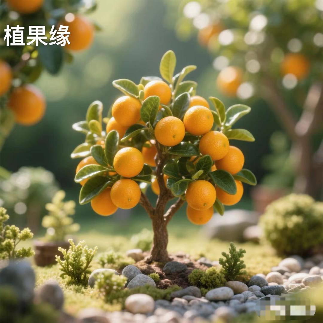 植果缘欧晴果树苗木专卖店