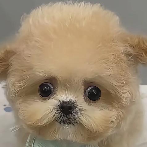 &羽洛不睡觉^o^