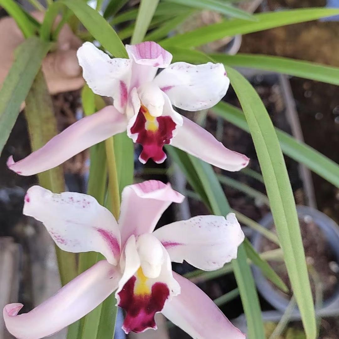 中和镇娟子创意小铺