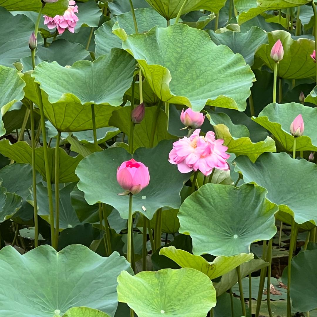 小见