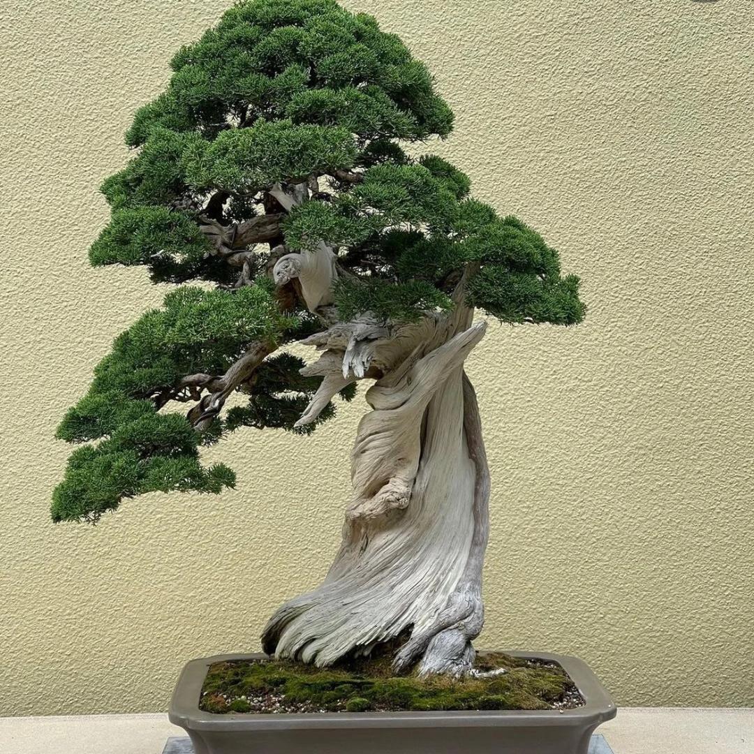 星辉园艺盆景店