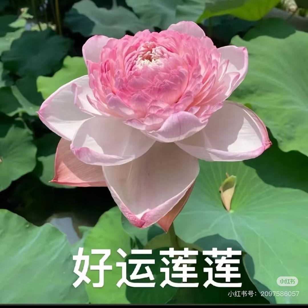 三朵金花